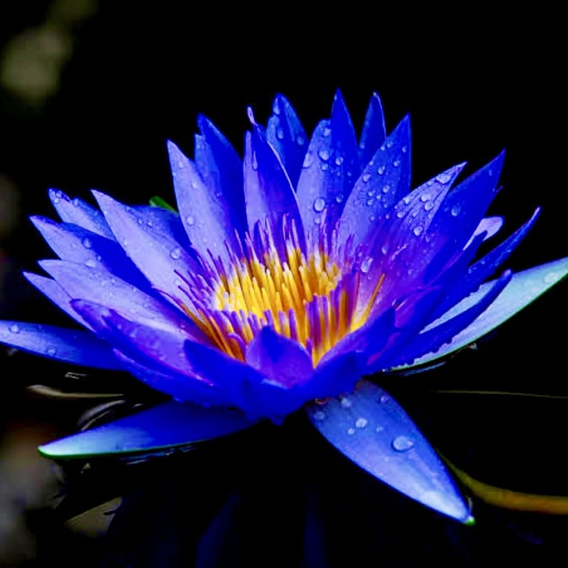 聖水とも称えられる甘く淑やかな香り】ブルーロータスアブソリュート