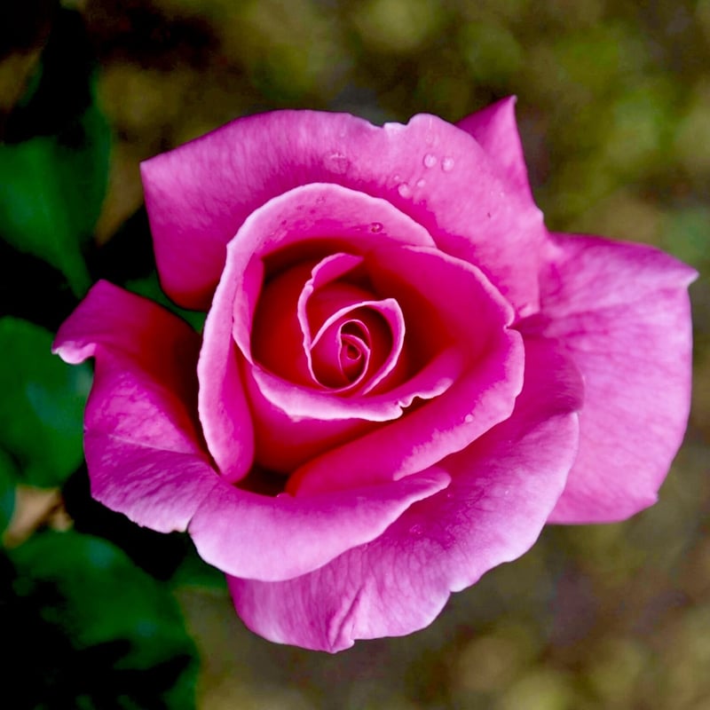 超貴重最高級・ローズabsブルガリア産エッセンシャルオイル3ml・新品未使用 超貴重最高級・ローズabsブルガリア産エッセンシャルオイル3ml