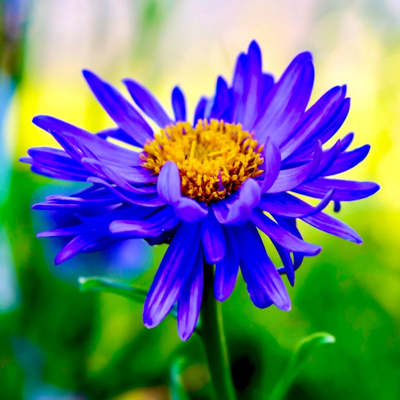 有機カモミールジャーマン精油30ml | Earthshare Aroma