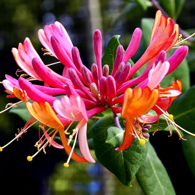 ハニーサックルアブソリュート30ml | Earthshare Aroma