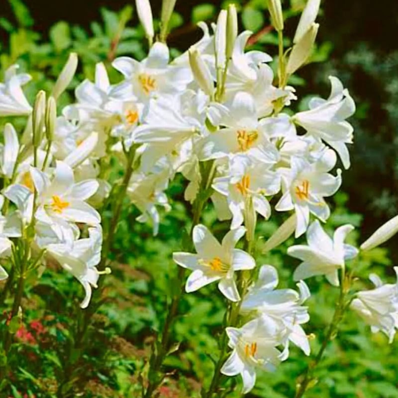 TOCCA MADONNA LILY 復刻　マドンナリリー Madonna lily ｜ マドンナリリー マドンナリリーの花言葉「純粋