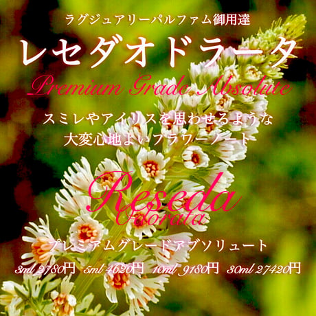 ミニョネット | STORES