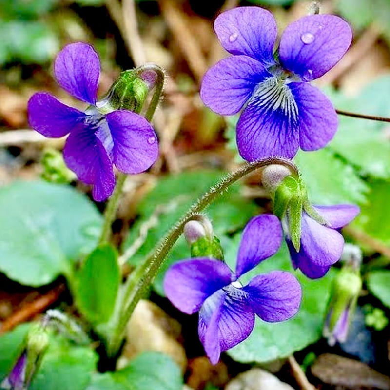 甘くパウダリーな香り】バイオレットフラワーandリーフアブソリュート
