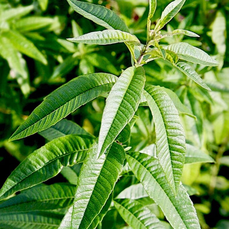 レモンバーベナ精油5ml | Earthshare Aroma