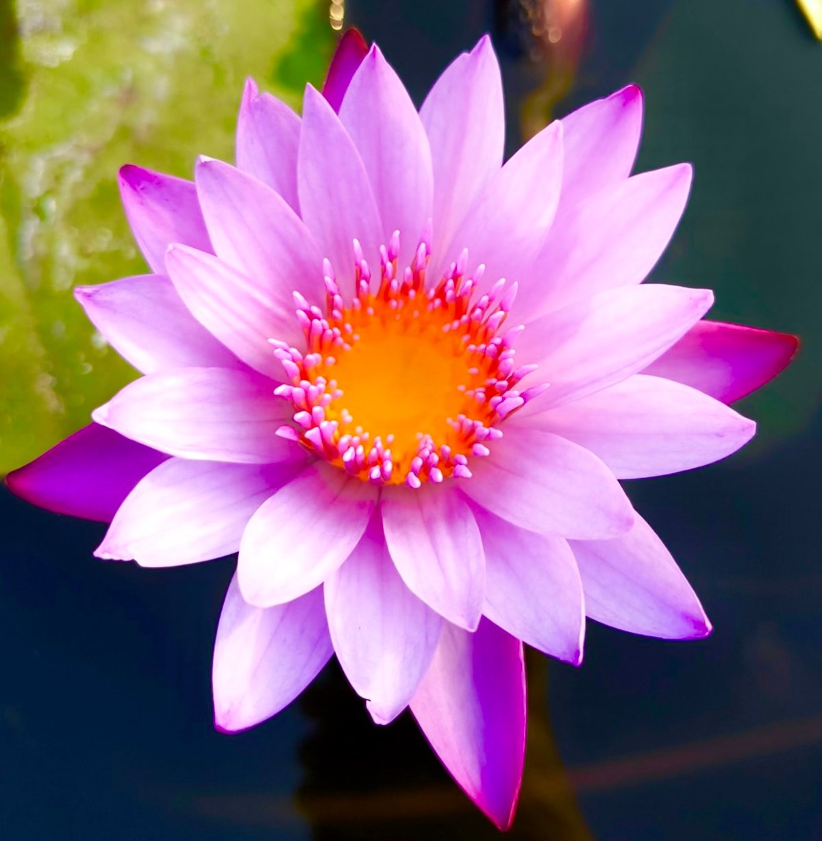 ピンクロータスアブソリュートType①10ml | Earthshare Aroma