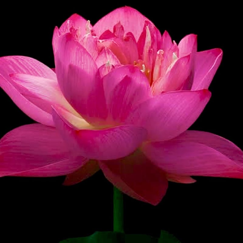 ピンクロータスアブソリュートType①3ml | Earthshare Aroma