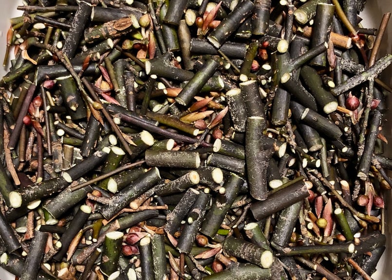 天然クロモジ　約250cm 山の恵みの研究所】kuromoji cell-water 黒文字（クロモジ）細胞水