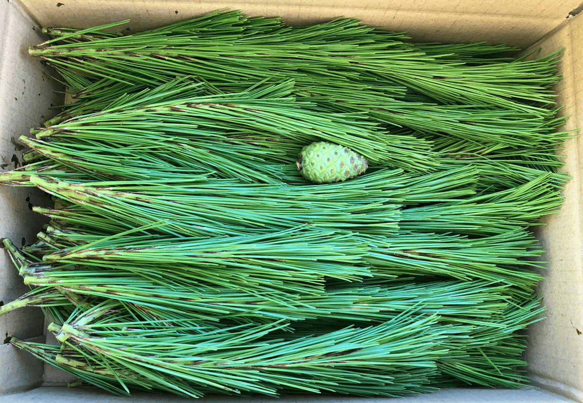 松葉 信州高遠の生松葉500g（税込・送料別) ＠不定期に入庫します。 | 高遠