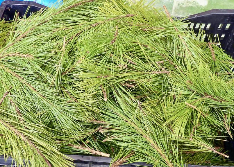 高遠 あかまつ」自然乾燥 100g (送料別) ＠火曜日発送 | 高遠里山の風