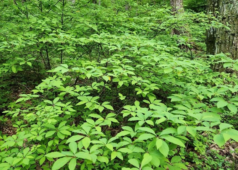 信州高遠のくろもじの枝 250g (送料別) ＠注文月の30日前後の発送