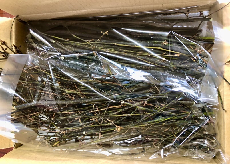 信州高遠のくろもじの枝 250g (送料別) ＠注文月の30日前後の発送