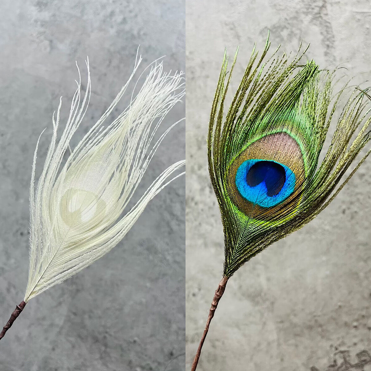 クジャクの羽 | Atelier Naglace.