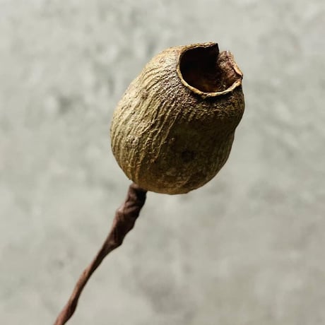 ドライフラワー 紫陽花とベルギーナッツナチュラルスワッグ adagio 