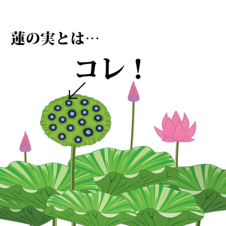 蓮の実 300g ハスの実 薬膳 無農薬 検査済み 日本を健康にする長寿薬膳堂