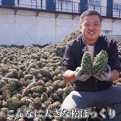 松の実 大粒 100g×2袋 お徳用 クリーミー 新物限定 とれとれの大粒サクサク 陸の牡蠣 生活習慣病予防 炎症やかゆみの抑制 貧血の予防に 長寿薬膳堂