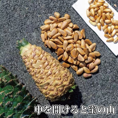 松の実 大粒 100g×2袋 お徳用 クリーミー 新物限定 とれとれの大粒サクサク 陸の牡蠣 生活習慣病予防 炎症やかゆみの抑制 貧血の予防に 長寿薬膳堂