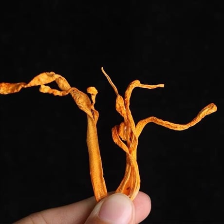 サナギタケ 100g さなぎ茸 川並冬虫夏草 きのこ 橘花茸 希少 薬膳 漢方薬 がん予防 不老長寿 花粉症改善 慢性腰痛 小児喘息 咳 冷え性 長寿薬膳堂