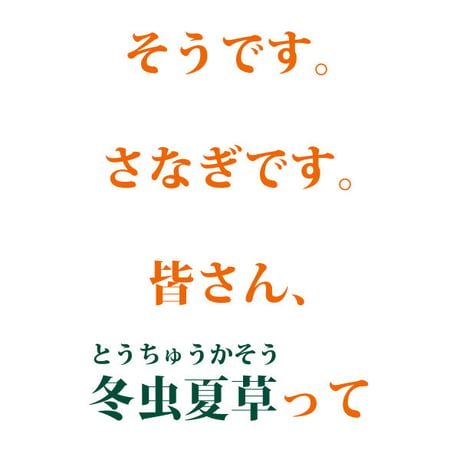 サナギタケ 100g さなぎ茸 川並冬虫夏草 きのこ 橘花茸 希少 薬膳 漢方薬 がん予防 不老長寿 花粉症改善 慢性腰痛 小児喘息 咳 冷え性 長寿薬膳堂