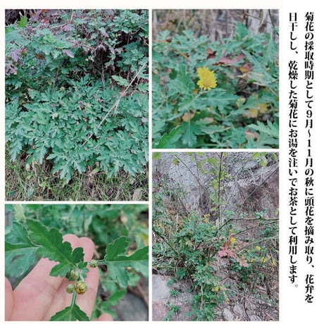 菊花茶 120g  解熱効果 高血圧予防 夏バテ解消 のぼせ 慢性肝炎 眼精疲労 解毒 消炎などに 中国茶館 長寿薬膳堂
