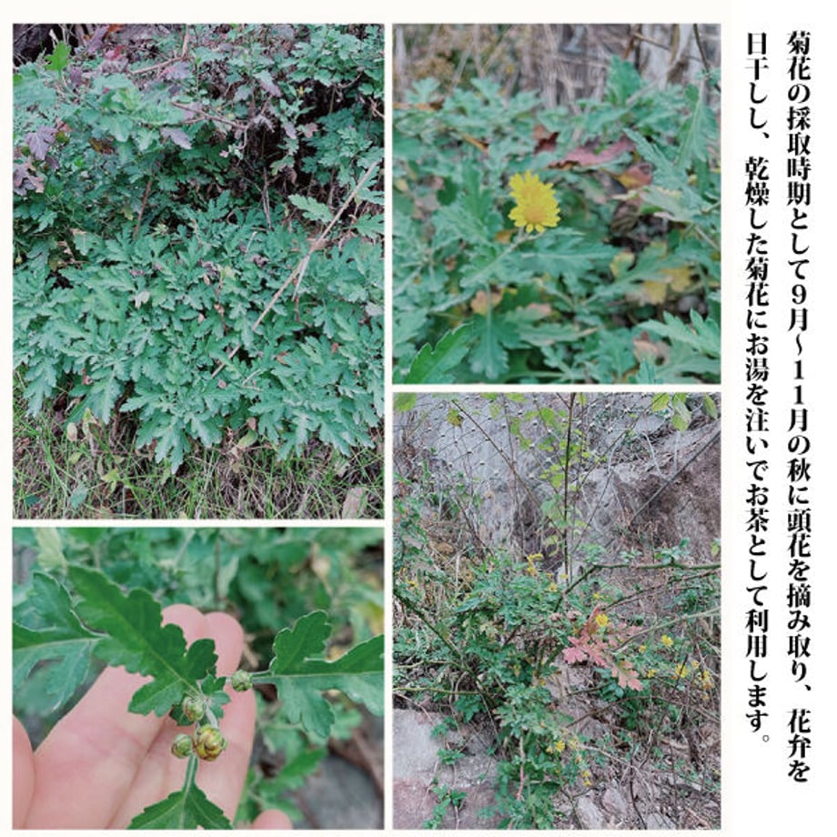 631d507cf308654a813ec2dd