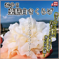 白きくらげ 200g 薬膳 高級食材 白 希少 乾燥 漢方 健康食品 農薬不使用 無添加 圧倒的な安さ 日本を健康にする長寿薬膳堂