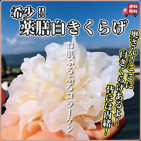 白きくらげ 200g 薬膳 高級食材 白 希少 乾燥 漢方 健康食品 農薬不使用 無添加 圧倒的な安さ 日本を健康にする長寿薬膳堂