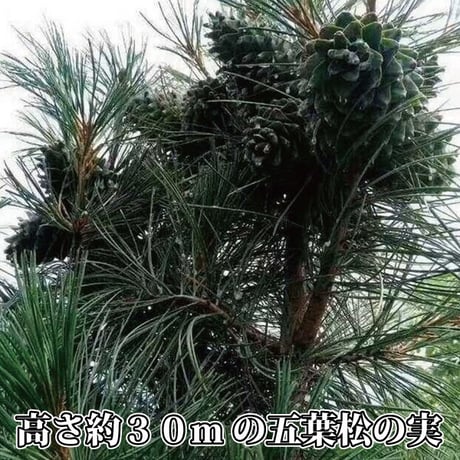 松の実 大粒 100g×2袋 お徳用 クリーミー 新物限定 とれとれの大粒サクサク 陸の牡蠣 生活習慣病予防 炎症やかゆみの抑制 貧血の予防に 長寿薬膳堂
