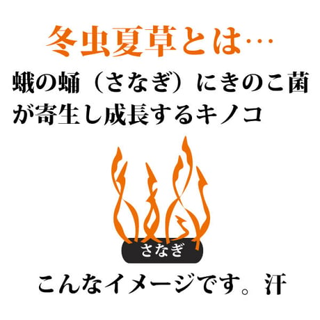 サナギタケ 100g さなぎ茸 川並冬虫夏草 きのこ 橘花茸 希少 薬膳 漢方薬 がん予防 不老長寿 花粉症改善 慢性腰痛 小児喘息 咳 冷え性 長寿薬膳堂