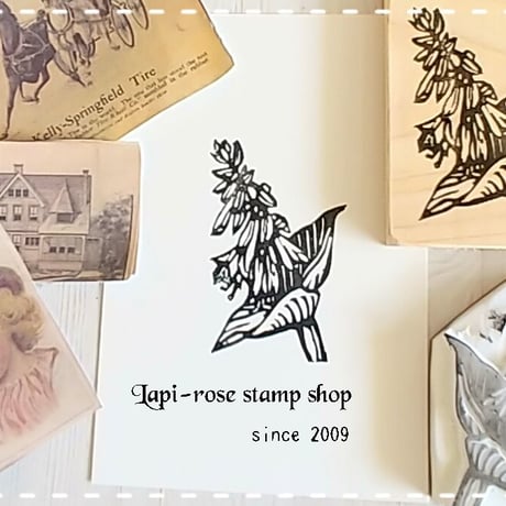 ギボウシ | STORES