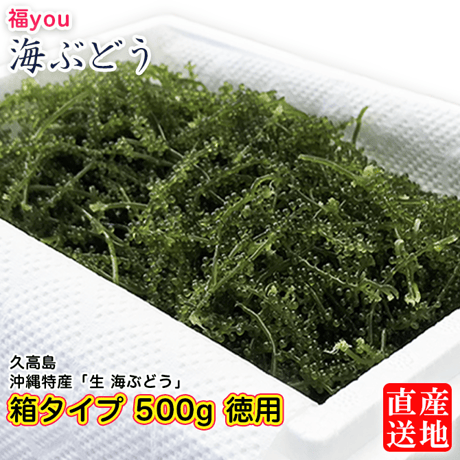 久高島 沖縄特産「海ぶどう」500g×1箱(枝付き)