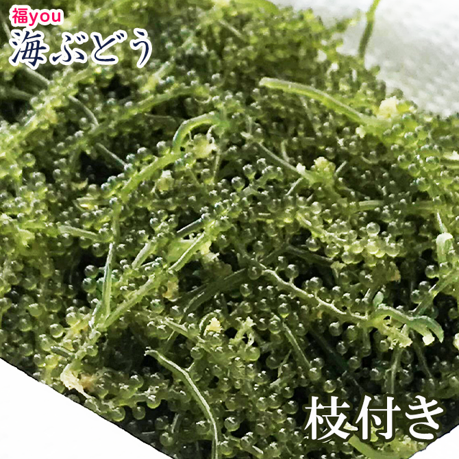 久高島 沖縄特産「海ぶどう」80g×３パック(枝付き) | 海ぶどう養殖販売