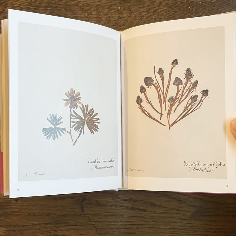 アンデルセン 詩と植物画 画集「und eine e Blume」 アンデルセン 詩と植物画 画集「und eine kleine Blume」