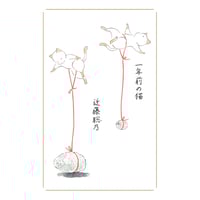 『一年前の猫』近藤聡乃