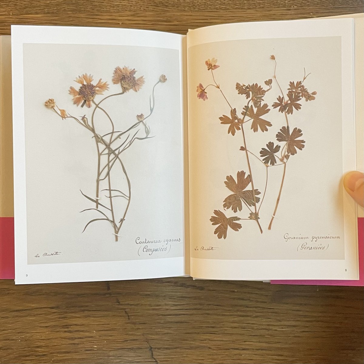 ヘブライ語 植物の本 51ReT5WBbJL._UF350,350_QL50_.jpg