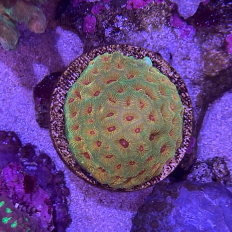CYAQUARIUM