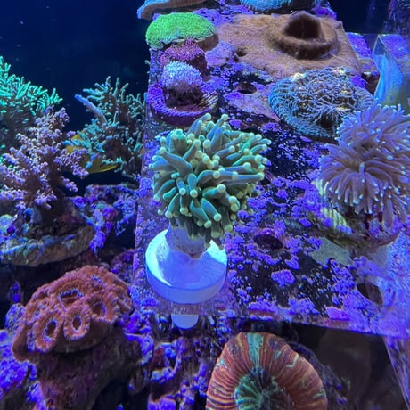 CYAQUARIUM