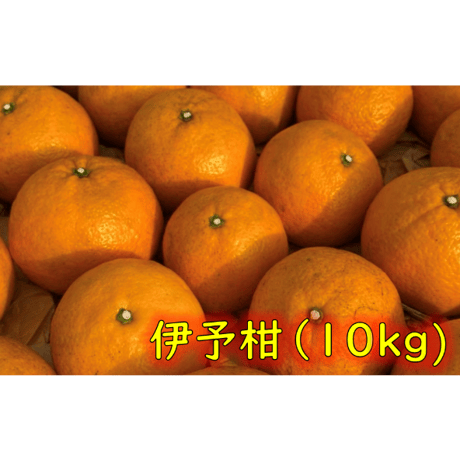 伊予柑　10kg