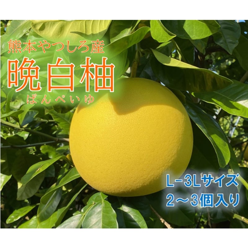 晩白柚 2~3個 | 瀧川果樹園オンラインショップ