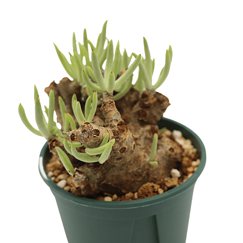 チレコドン・ペアルソニー～白象～発根管理 || Tylecodon pearsonii