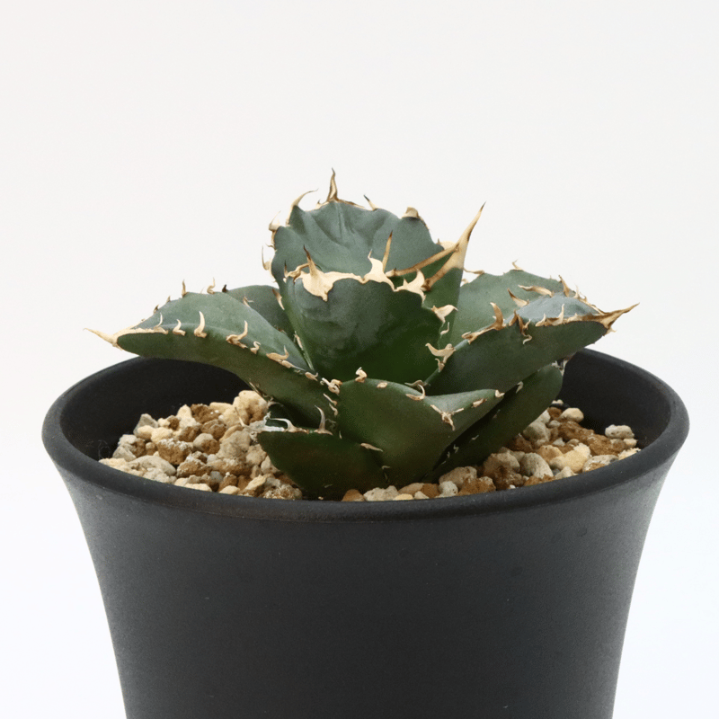 【極上美株】アガベ　チタノタ　ボール株　早い者勝ち 美株】アガベチタノタボール株ベアルート株