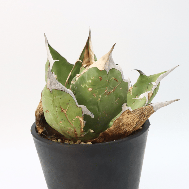 アガベ オテロイ オアハカスペシャル 現地球 アガベ オテロイ オアハカ