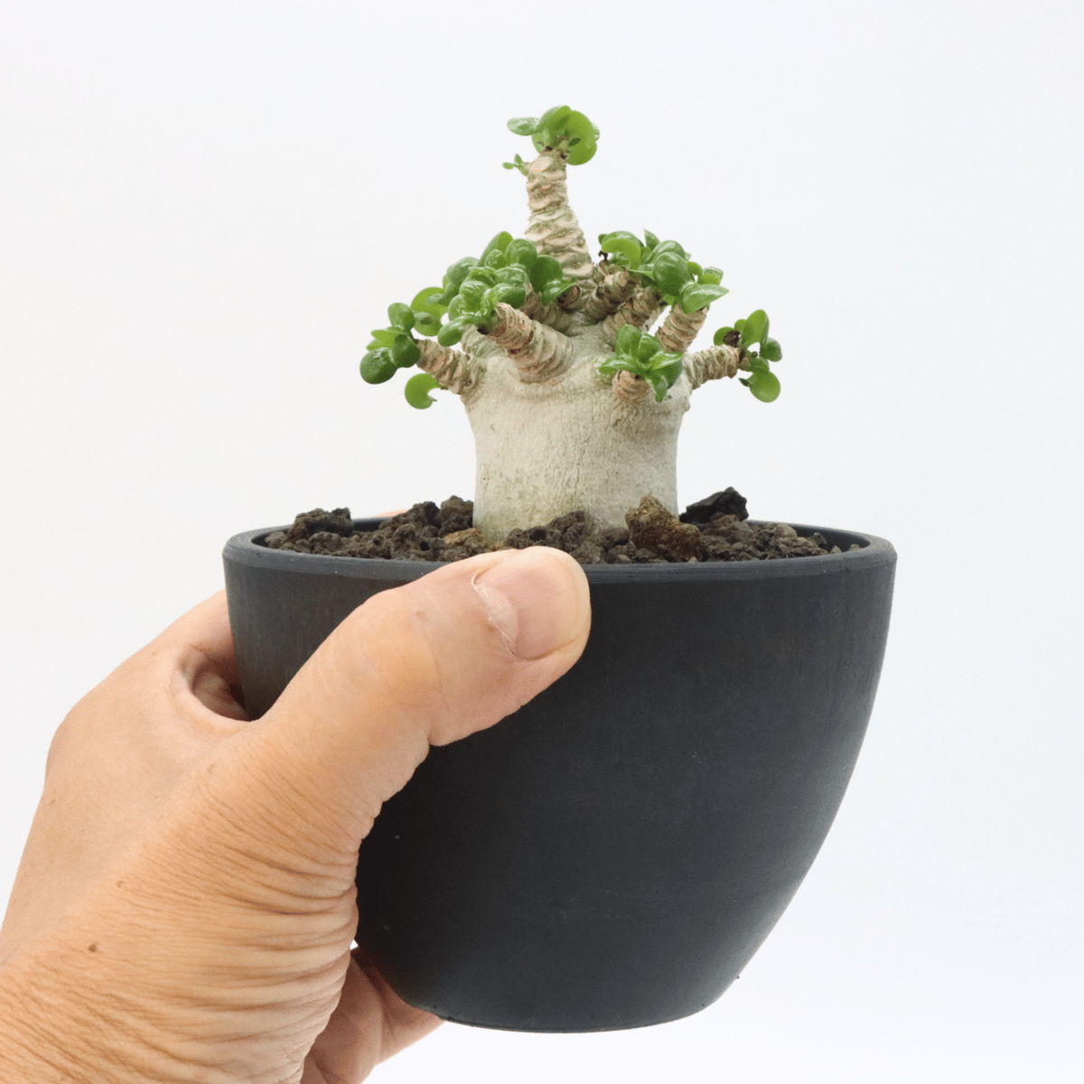 o76 アデニウム ドーセットホーン 獅子葉 塊根植物 葉巻 コーデックス