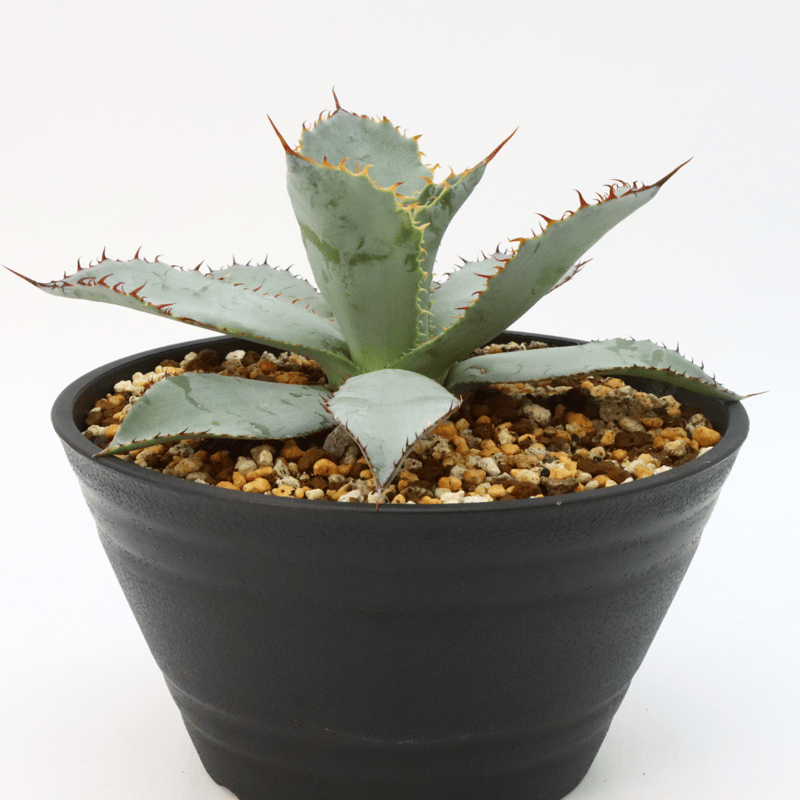 アガベ グアダラハラナ 特選美株 矮小個体 実生 鉢ごとメルカリ便 アガベ グアダラハラナ 特選美株 矮小個体 実生 鉢ごとメルカリ便