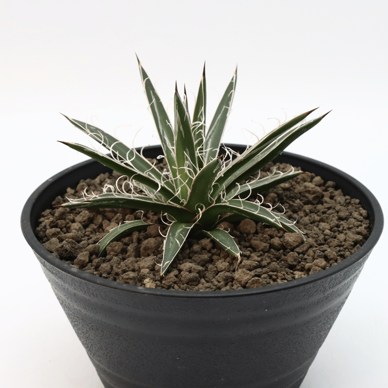 アガベ☆滝の白糸 大株(鉢付き) 【公式通販】