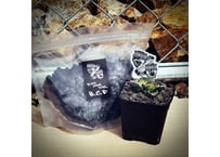 B.C.F(火山砂利)