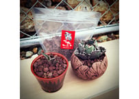 R.C.F(火山砂利)