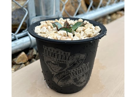 CONNOR'Z POT