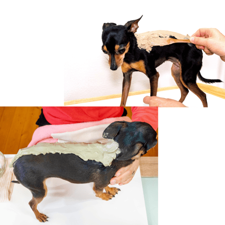 犬と猫のアニマルクレイセラピスト講座5DAYS（オンライン講座）