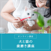 犬と猫の歯磨き講座（オンライン講座）