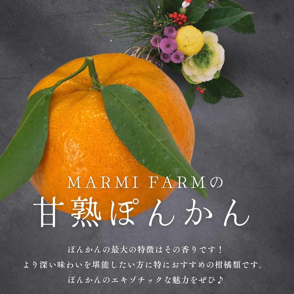 みかん　より味が濃い　ぽんかん　　83 みかん より味が濃い ぽんかん 69 ポンカン みかんより味が濃い 69